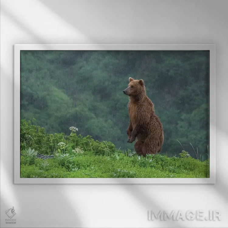 تابلو Alaska, Katmai National Park, Hallo Bay. Coastal Brown Bear II,ایالات متحده، آلاسکا، پارک ملی کتمای، خلیج هالو. خرس قهوهای ساحلی ۲ اثر فرانک زوری - نمای قابدار سفید