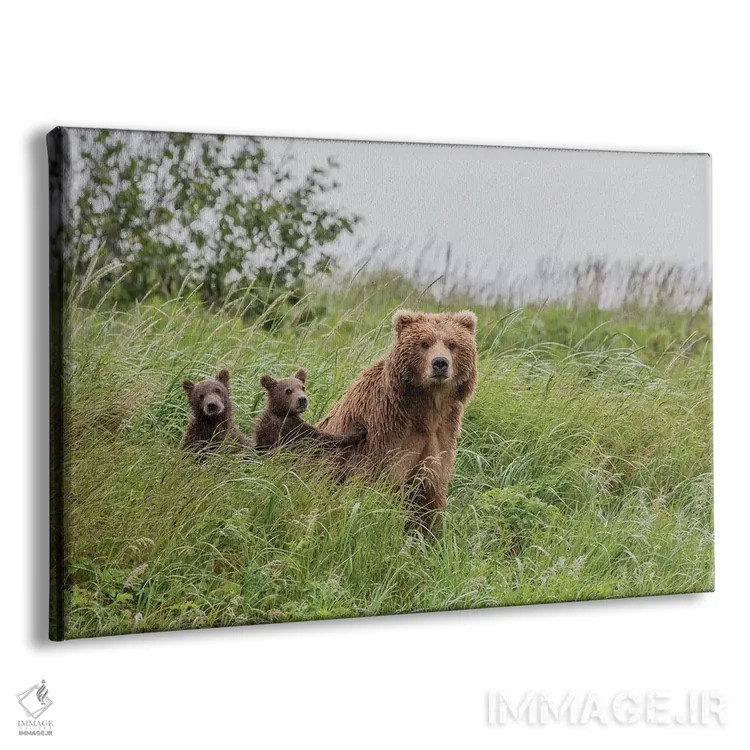 تابلو Alaska, Katmai National Park, Hallo Bay. Coastal Brown Bear with twins II,ایالات متحده، آلاسکا، پارک ملی کتمای، خلیج هالو. خرس قهوهای ساحلی با دو توله ۲ اثر فرانک زوری - نمای پرسپکتیو محصول