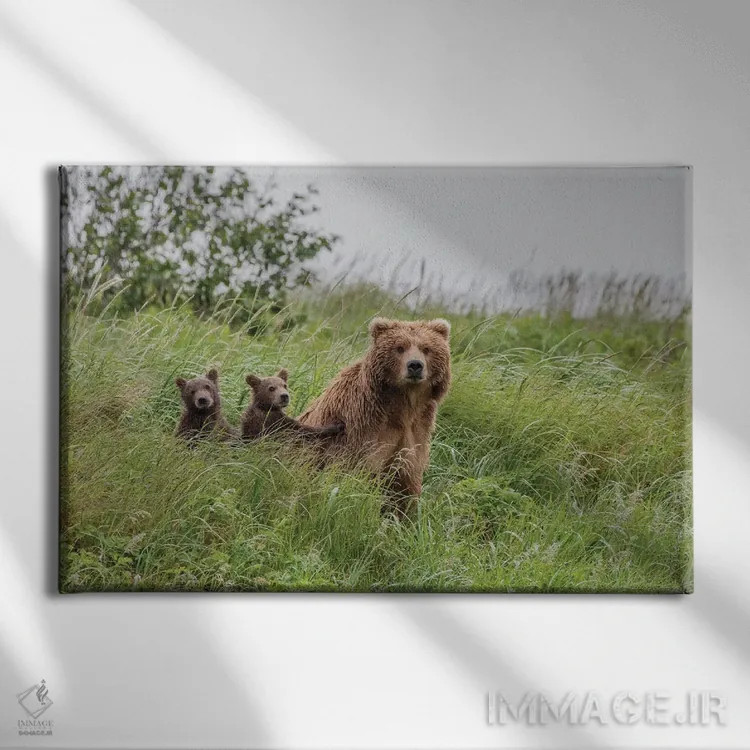 تابلو Alaska, Katmai National Park, Hallo Bay. Coastal Brown Bear with twins II,ایالات متحده، آلاسکا، پارک ملی کتمای، خلیج هالو. خرس قهوهای ساحلی با دو توله ۲ اثر فرانک زوری - نمای روبهرو روی دیوار