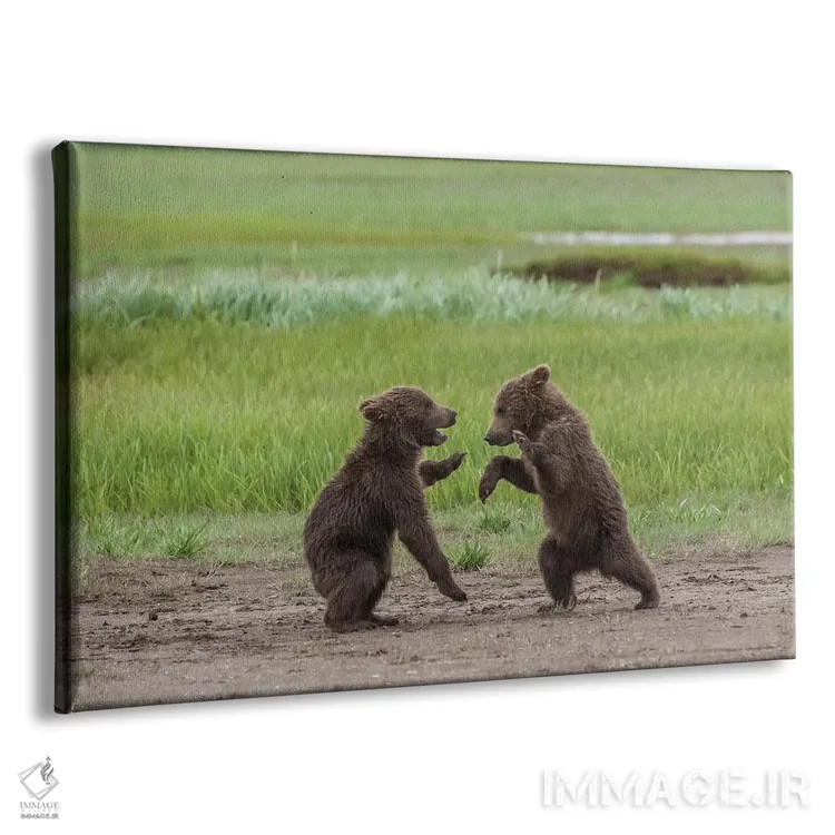 تابلو Alaska, Katmai National Park, Hallo Bay. Coastal Brown twins playing,ایالات متحده، آلاسکا، پارک ملی کتمای، خلیج هالو. دو تولهٔ قهوهای ساحلی در حال بازی اثر فرانک زوری - نمای پرسپکتیو محصول