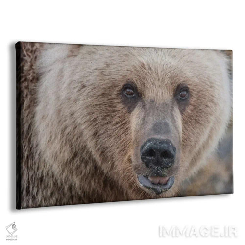 تابلو Alaska, Katmai National Park, Kukak Bay. Coastal Brown Bear portrait,ایالات متحده، آلاسکا، پارک ملی کتمای، خلیج کوکاک. پرترهٔ خرس قهوهای ساحلی اثر فرانک زوری - نمای پرسپکتیو محصول