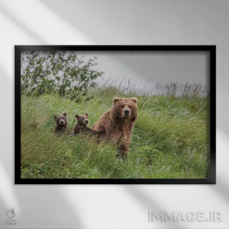 تابلو Alaska, Katmai National Park, Hallo Bay. Coastal Brown Bear with twins II,ایالات متحده، آلاسکا، پارک ملی کتمای، خلیج هالو. خرس قهوهای ساحلی با دو توله ۲ اثر فرانک زوری - نمای قابدار مشکی
