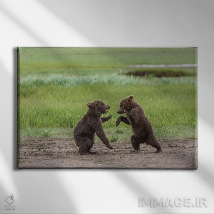تابلو Alaska, Katmai National Park, Hallo Bay. Coastal Brown twins playing,ایالات متحده، آلاسکا، پارک ملی کتمای، خلیج هالو. دو تولهٔ قهوهای ساحلی در حال بازی اثر فرانک زوری - نمای روبهرو روی دیوار