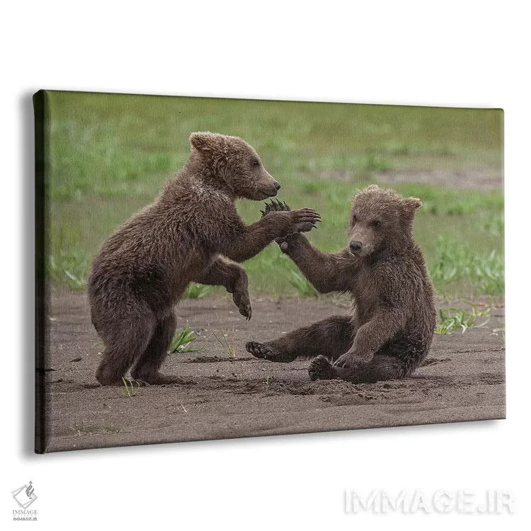 تابلو Katmai National Park & Preserve, Alaska,دو توله خرس گریزلی در حال بازی و کشتی، پارک ملی و حفاظتشده کتمای، آلاسکا اثر فرانک زوری - نمای پرسپکتیو محصول