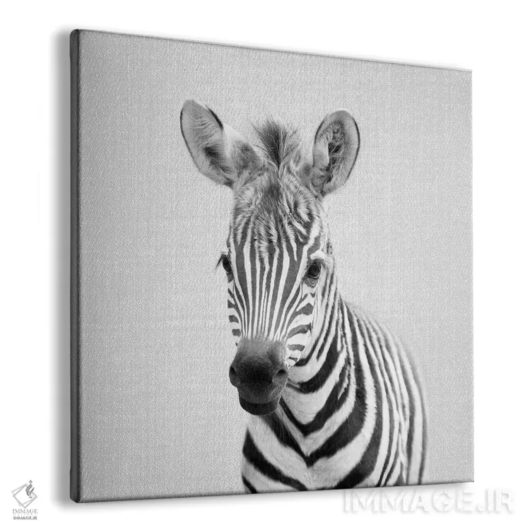 تابلو گورخر بچه در سیاه و سفید اثر گال دیزاین - نمای پرسپکتیو محصول