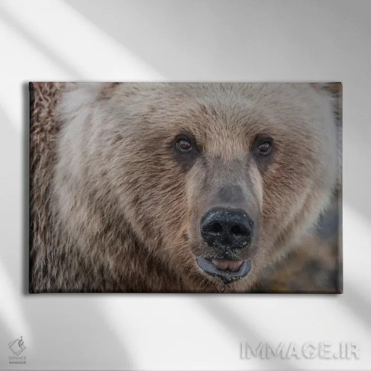 تابلو Alaska, Katmai National Park, Kukak Bay. Coastal Brown Bear portrait,ایالات متحده، آلاسکا، پارک ملی کتمای، خلیج کوکاک. پرترهٔ خرس قهوهای ساحلی اثر فرانک زوری - نمای روبهرو روی دیوار