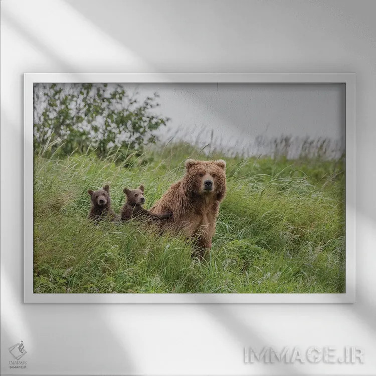 تابلو Alaska, Katmai National Park, Hallo Bay. Coastal Brown Bear with twins II,ایالات متحده، آلاسکا، پارک ملی کتمای، خلیج هالو. خرس قهوهای ساحلی با دو توله ۲ اثر فرانک زوری - نمای قابدار سفید