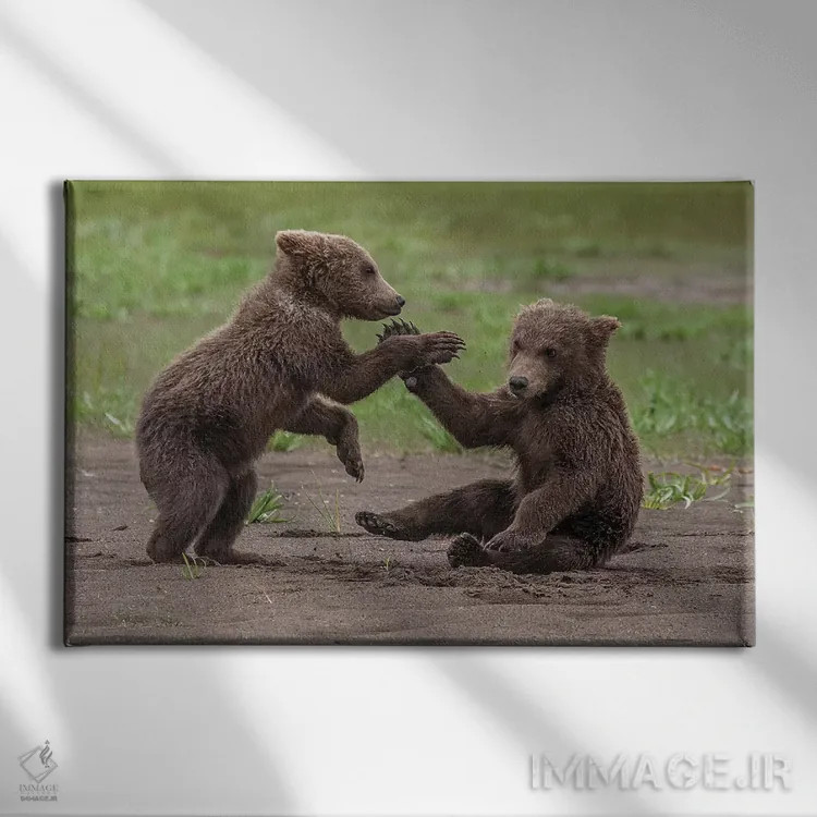 تابلو Katmai National Park & Preserve, Alaska,دو توله خرس گریزلی در حال بازی و کشتی، پارک ملی و حفاظتشده کتمای، آلاسکا اثر فرانک زوری - نمای روبهرو روی دیوار