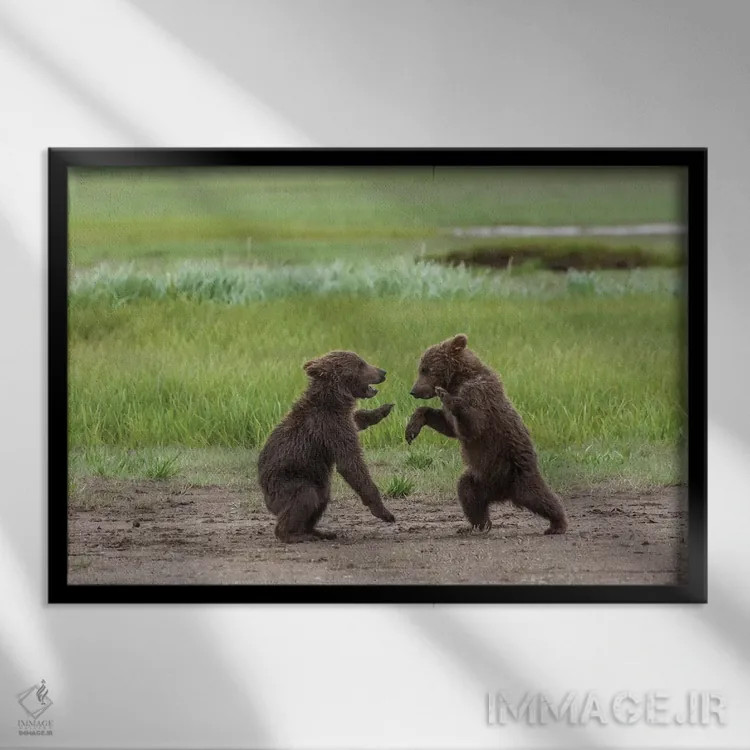 تابلو Alaska, Katmai National Park, Hallo Bay. Coastal Brown twins playing,ایالات متحده، آلاسکا، پارک ملی کتمای، خلیج هالو. دو تولهٔ قهوهای ساحلی در حال بازی اثر فرانک زوری - نمای قابدار مشکی