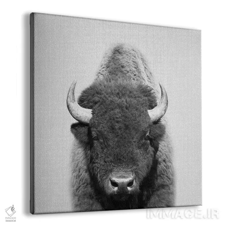 تابلو گاومیش در سیاه و سفید اثر گال دیزاین - نمای پرسپکتیو محصول