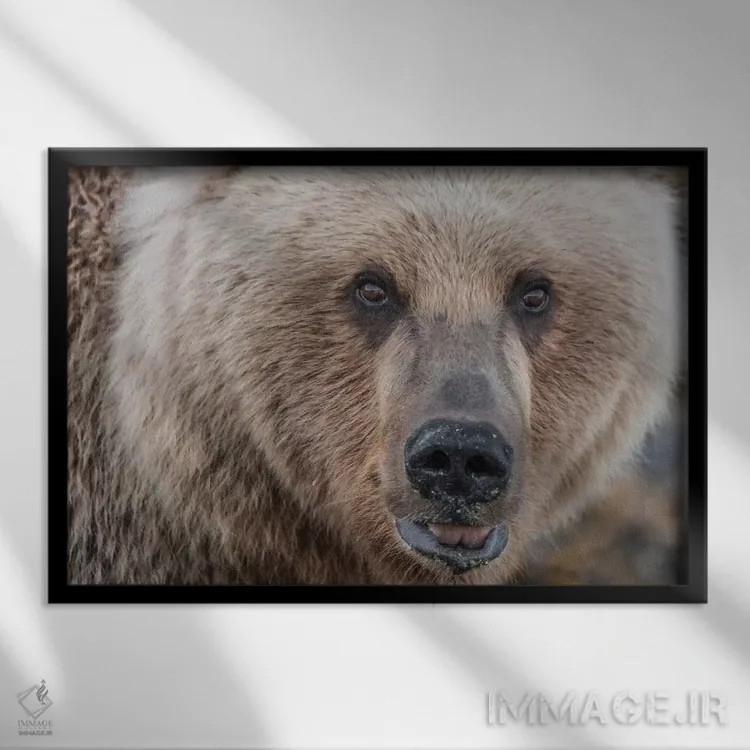 تابلو Alaska, Katmai National Park, Kukak Bay. Coastal Brown Bear portrait,ایالات متحده، آلاسکا، پارک ملی کتمای، خلیج کوکاک. پرترهٔ خرس قهوهای ساحلی اثر فرانک زوری - نمای قابدار مشکی