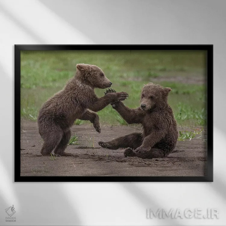 تابلو Katmai National Park & Preserve, Alaska,دو توله خرس گریزلی در حال بازی و کشتی، پارک ملی و حفاظتشده کتمای، آلاسکا اثر فرانک زوری - نمای قابدار مشکی