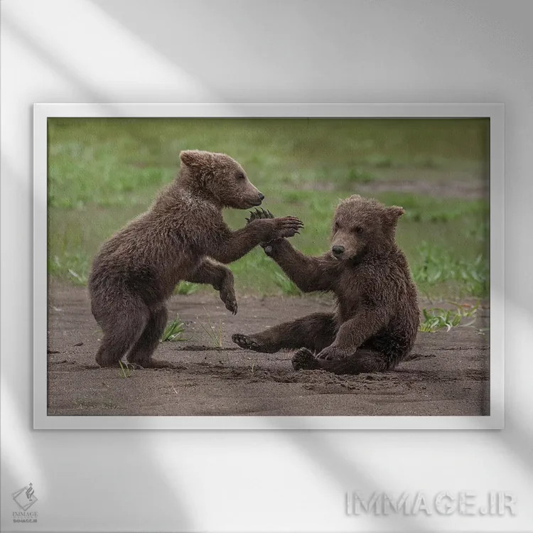 تابلو Katmai National Park & Preserve, Alaska,دو توله خرس گریزلی در حال بازی و کشتی، پارک ملی و حفاظتشده کتمای، آلاسکا اثر فرانک زوری - نمای قابدار سفید