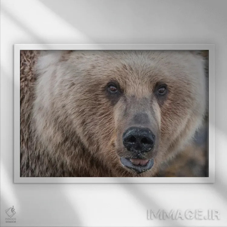 تابلو Alaska, Katmai National Park, Kukak Bay. Coastal Brown Bear portrait,ایالات متحده، آلاسکا، پارک ملی کتمای، خلیج کوکاک. پرترهٔ خرس قهوهای ساحلی اثر فرانک زوری - نمای قابدار سفید