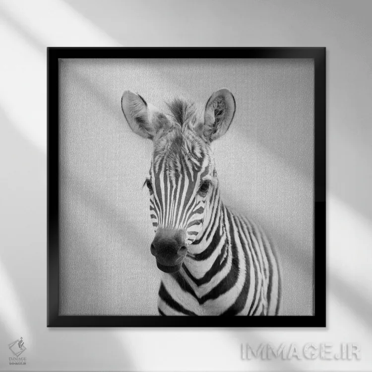 تابلو گورخر بچه در سیاه و سفید اثر گال دیزاین - نمای قابدار مشکی