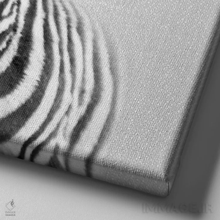 تابلو گورخر بچه در سیاه و سفید اثر گال دیزاین - نمای نزدیک بافت بوم