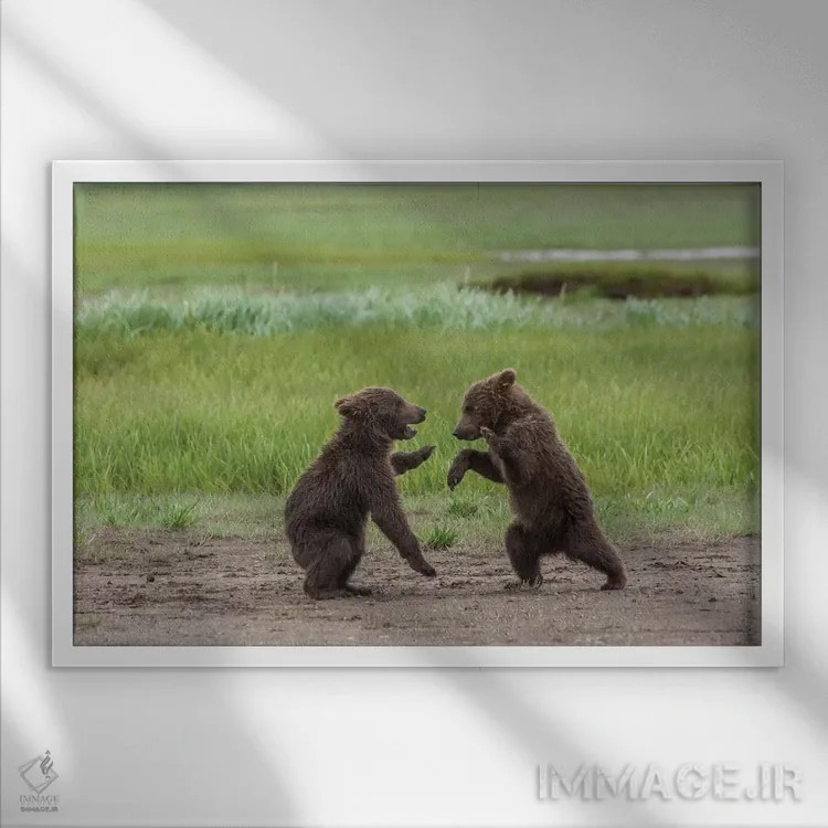 تابلو Alaska, Katmai National Park, Hallo Bay. Coastal Brown twins playing,ایالات متحده، آلاسکا، پارک ملی کتمای، خلیج هالو. دو تولهٔ قهوهای ساحلی در حال بازی اثر فرانک زوری - نمای قابدار سفید