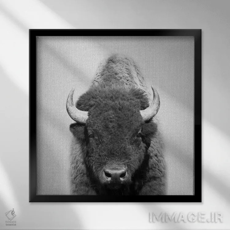 تابلو گاومیش در سیاه و سفید اثر گال دیزاین - نمای قابدار مشکی