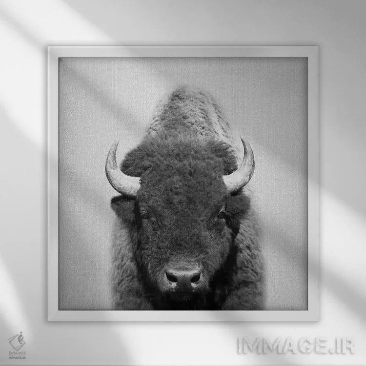 تابلو گاومیش در سیاه و سفید اثر گال دیزاین - نمای قابدار سفید