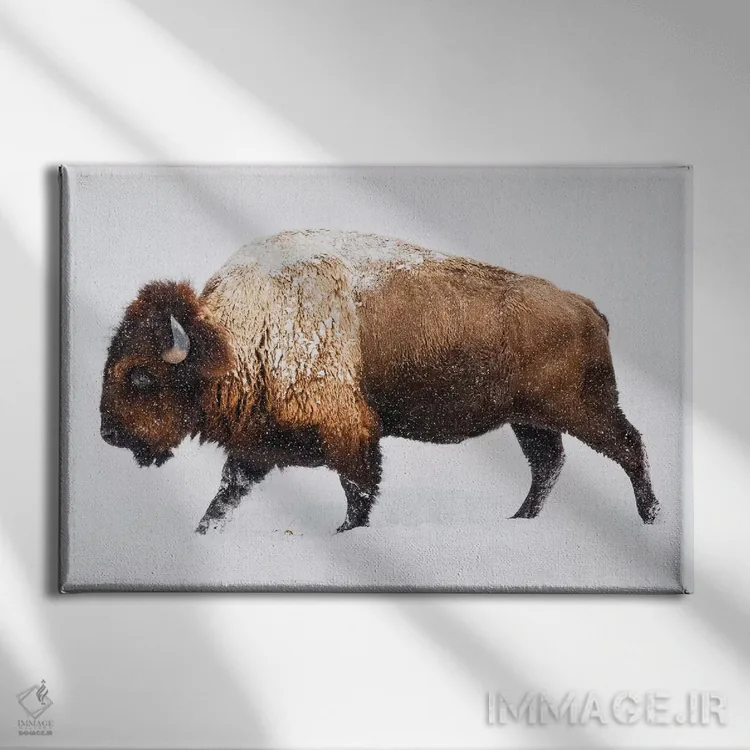تابلو گاومیش در برف اثر گال دیزاین - نمای روبهرو روی دیوار