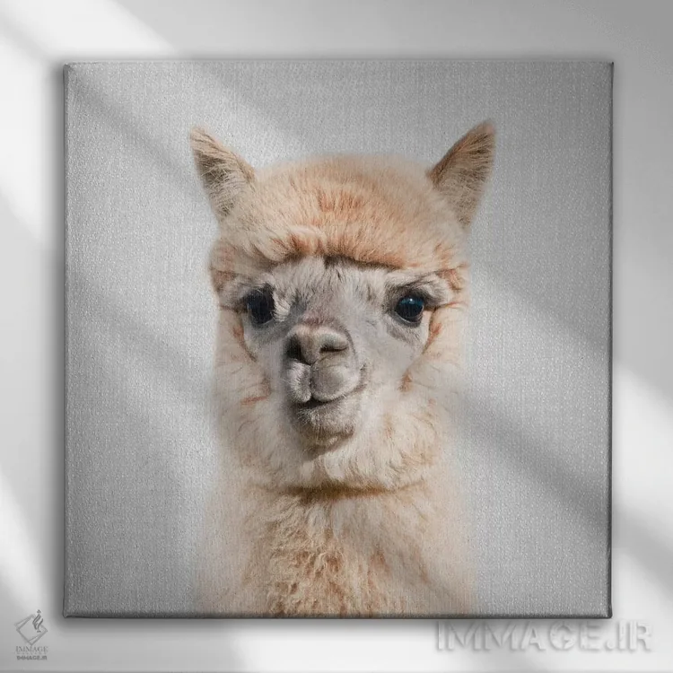 تابلو آلپاکا اثر گال دیزاین - نمای روبهرو روی دیوار