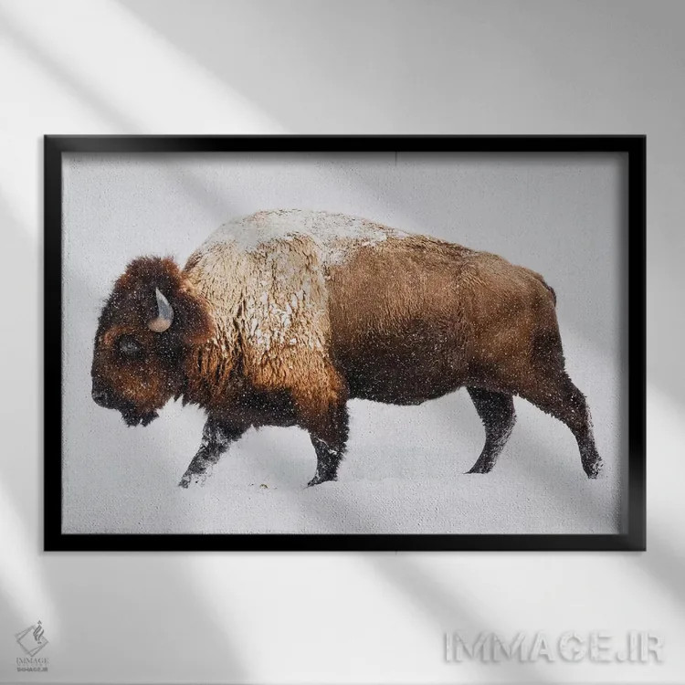 تابلو گاومیش در برف اثر گال دیزاین - نمای قابدار مشکی
