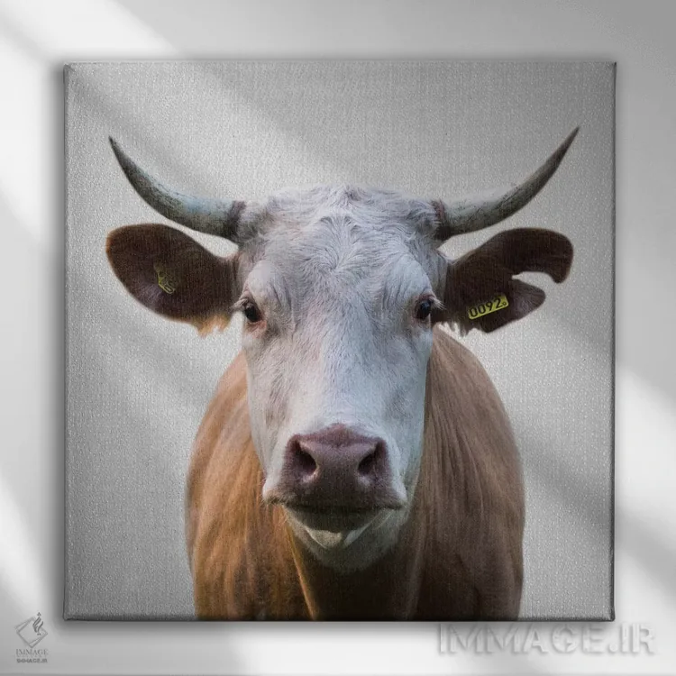 تابلو گاو اثر گال دیزاین - نمای روبهرو روی دیوار