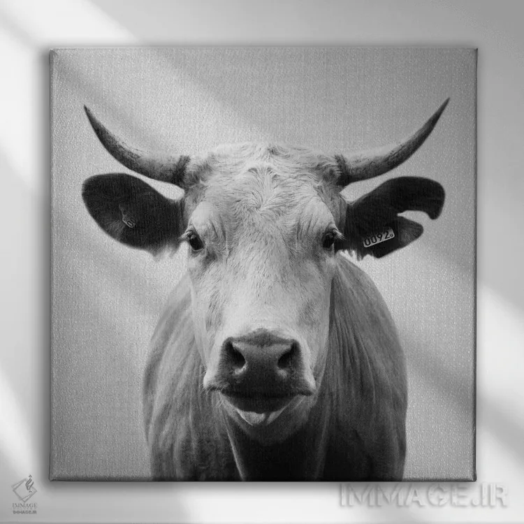 تابلو گاو در سیاه و سفید اثر گال دیزاین - نمای روبهرو روی دیوار