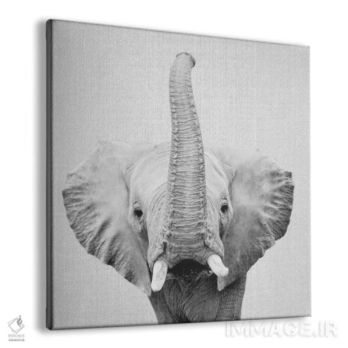 تابلو فیل ۲ در سیاه و سفید اثر گال دیزاین - نمای پرسپکتیو محصول