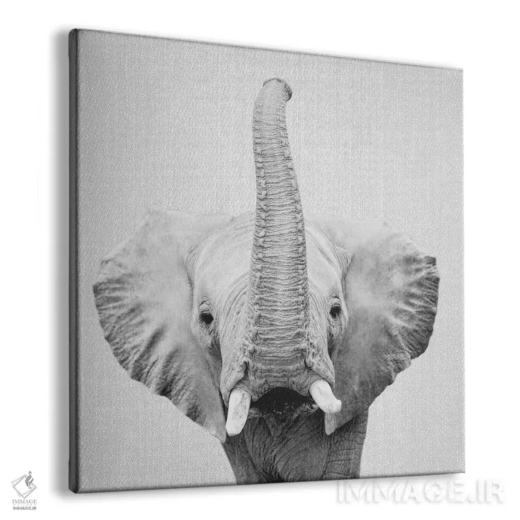 تابلو فیل ۲ در سیاه و سفید اثر گال دیزاین - نمای پرسپکتیو محصول
