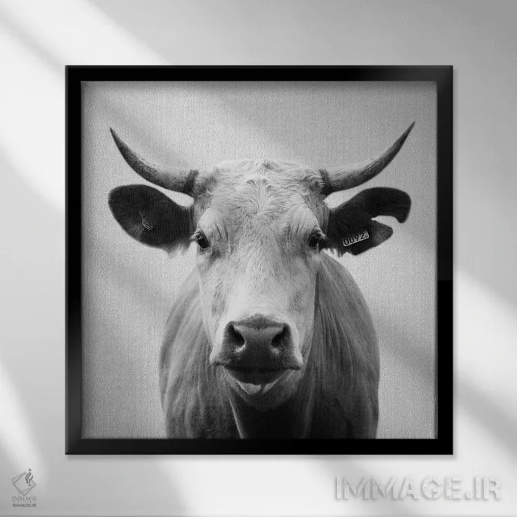 تابلو گاو در سیاه و سفید اثر گال دیزاین - نمای قابدار مشکی