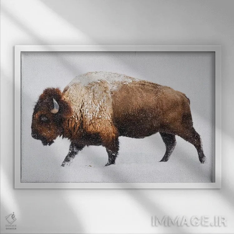 تابلو گاومیش در برف اثر گال دیزاین - نمای قابدار سفید