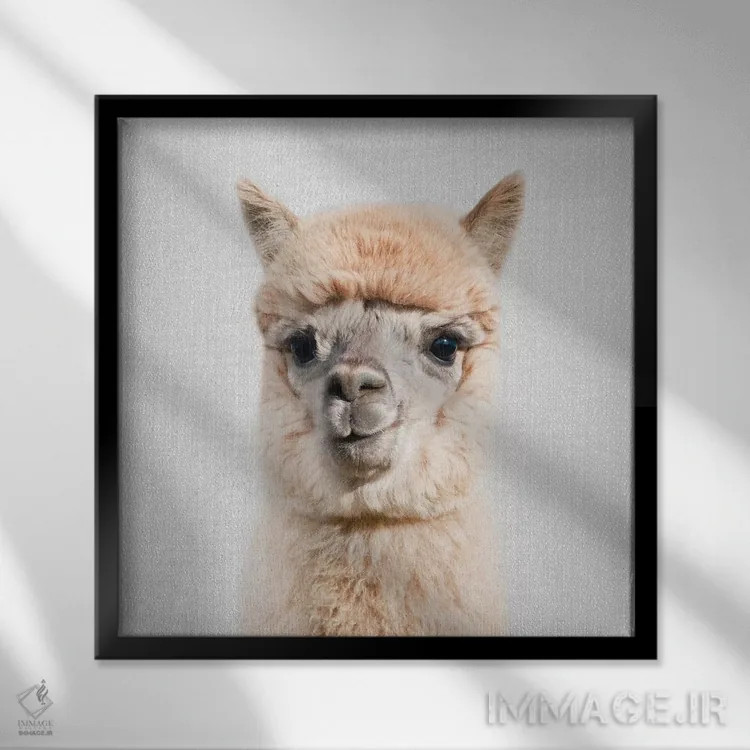 تابلو آلپاکا اثر گال دیزاین - نمای قابدار مشکی