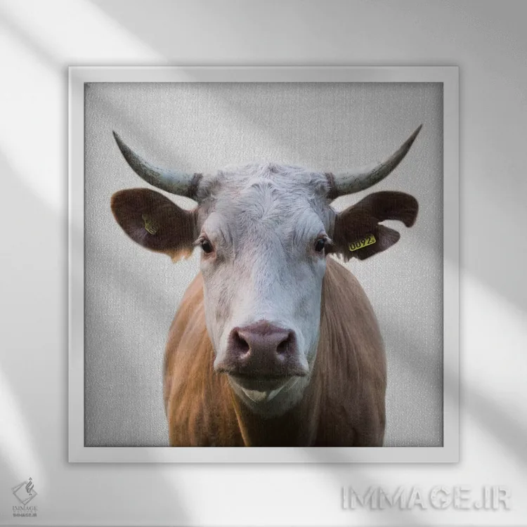 تابلو گاو اثر گال دیزاین - نمای قابدار سفید