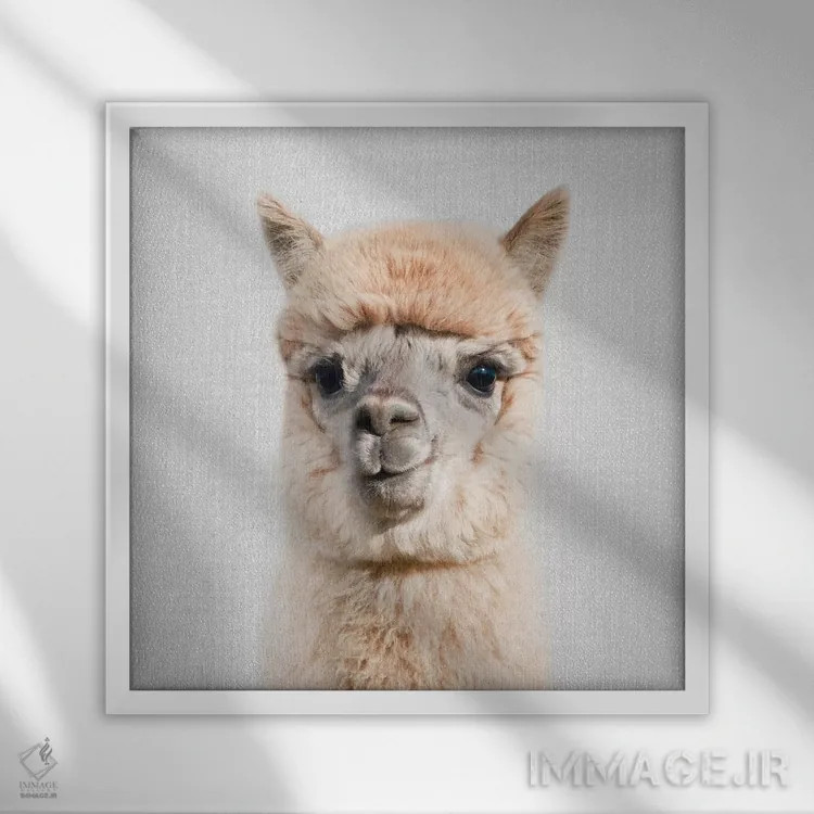 تابلو آلپاکا اثر گال دیزاین - نمای قابدار سفید