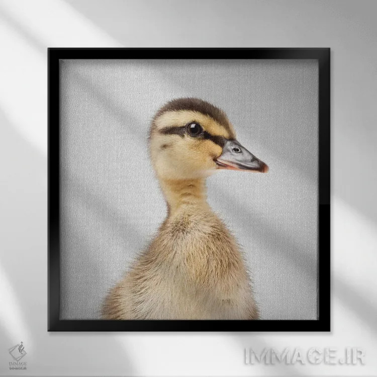 تابلو جوجه اردک اثر گال دیزاین - نمای قابدار مشکی