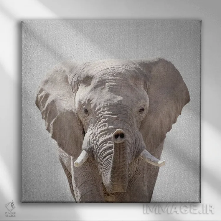 تابلو فیل اثر گال دیزاین - نمای روبهرو روی دیوار