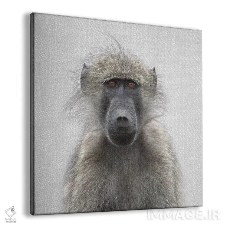 تابلو بابون (میمون آفریقایی) اثر گال دیزاین - نمای پرسپکتیو محصول