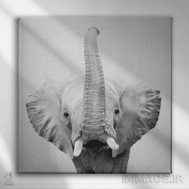 تابلو فیل ۲ در سیاه و سفید اثر گال دیزاین - نمای روبهرو روی دیوار
