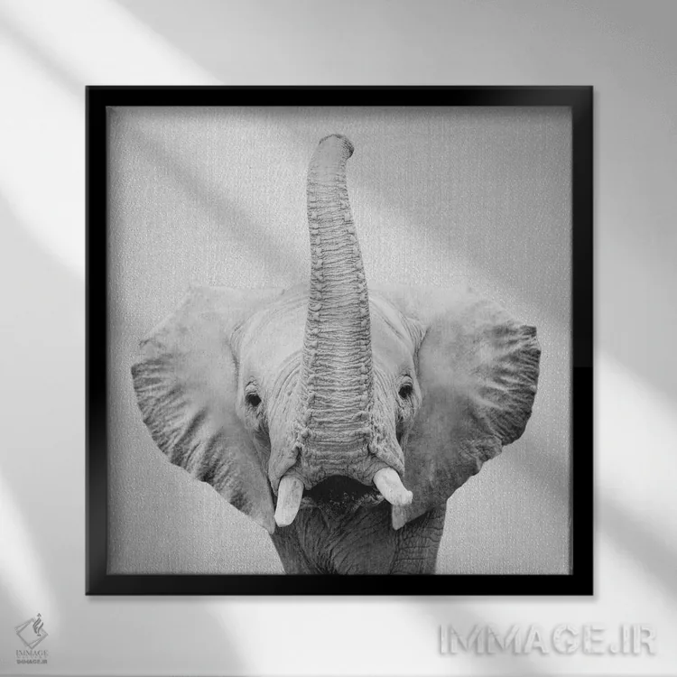 تابلو فیل ۲ در سیاه و سفید اثر گال دیزاین - نمای قابدار مشکی