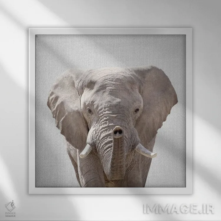 تابلو فیل اثر گال دیزاین - نمای قابدار سفید
