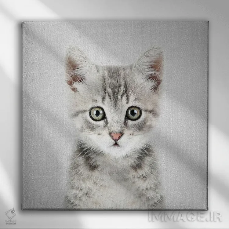 تابلو بچهگربه اثر گال دیزاین - نمای روبهرو روی دیوار