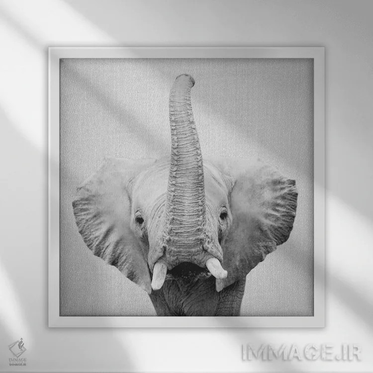 تابلو فیل ۲ در سیاه و سفید اثر گال دیزاین - نمای قابدار سفید