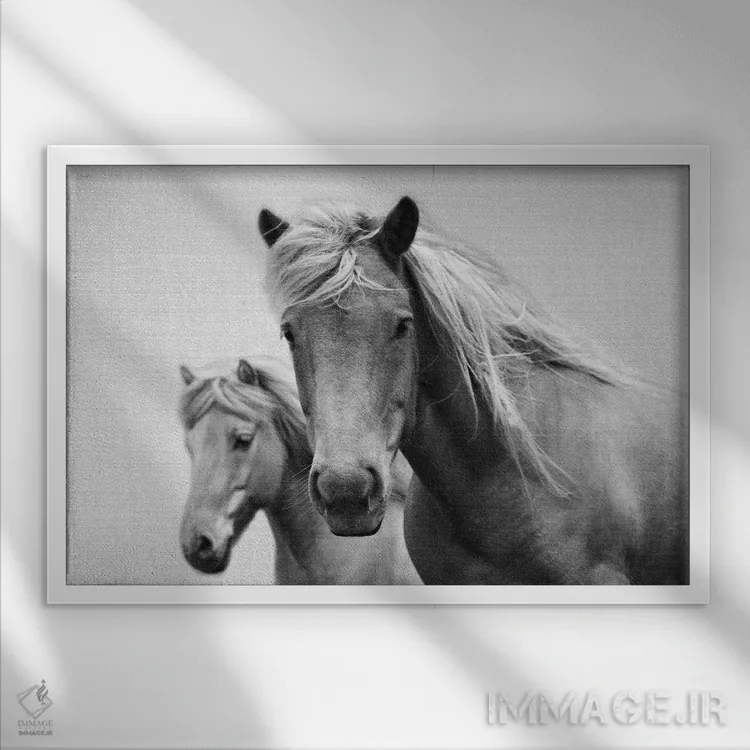 تابلو اسبها در سیاه و سفید اثر گال دیزاین - نمای قابدار سفید