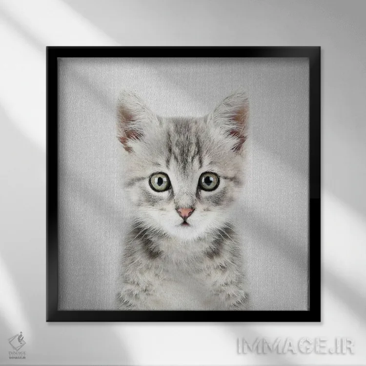 تابلو بچهگربه اثر گال دیزاین - نمای قابدار مشکی