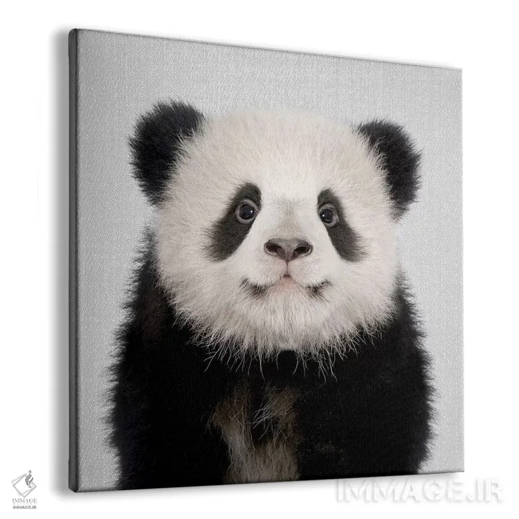 تابلو خرس پاندا اثر گال دیزاین - نمای پرسپکتیو محصول