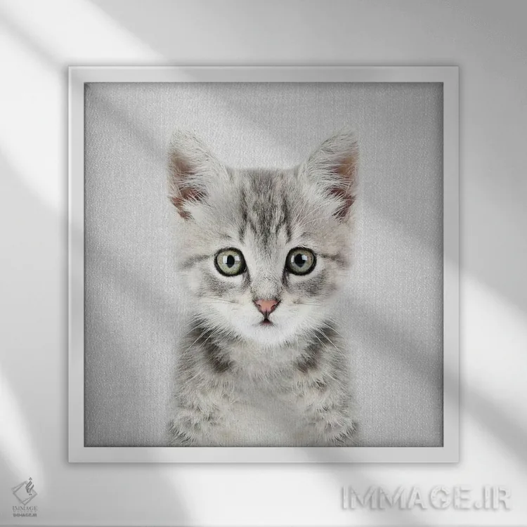 تابلو بچهگربه اثر گال دیزاین - نمای قابدار سفید