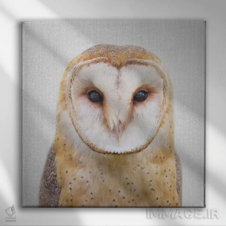 تابلو جغد اثر گال دیزاین - نمای روبهرو روی دیوار