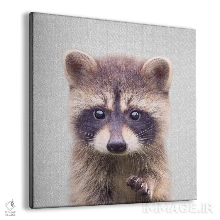 تابلو راکون (راکون) اثر گال دیزاین - نمای پرسپکتیو محصول