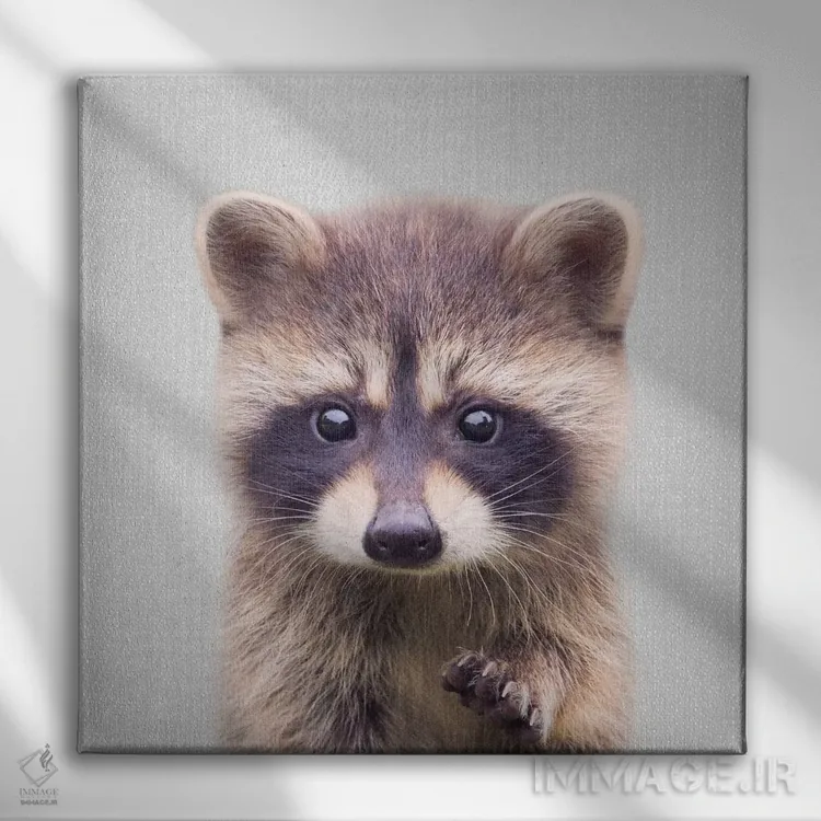 تابلو راکون (راکون) اثر گال دیزاین - نمای روبهرو روی دیوار